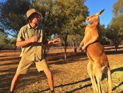 Помер Арнольд Шварценеггер у світі кенгуру (відео)