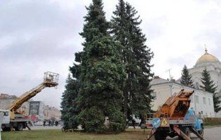 У Луцьку прикрашають ялинки до новорічних свят (фото)