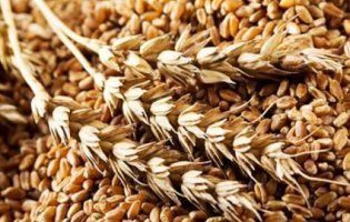 Зміцненню гривні посприяв урожай зернових, - НБУ