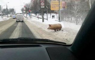 Посеред Рівного розгулювала велетенська свиня (відео)