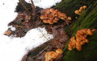 Чудеса зимового лісу: в Україні збирать опеньки під різдвяним снігом  (відео)