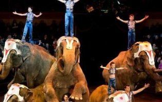 В Україні підтримали заборону використовувати тварин в цирку