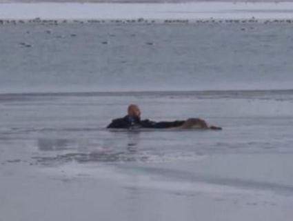 Мережу зворушило відео, на якому коп рятує вмерзле у лід цуценя