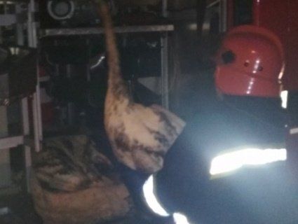 Техногенна аварія на Хмельниччині: у нафтовий капкан потрапили лебеді