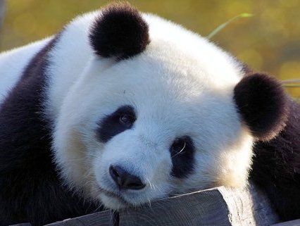 Місце під сонцем: інтернет «зірвало» курйозне відео з пандами