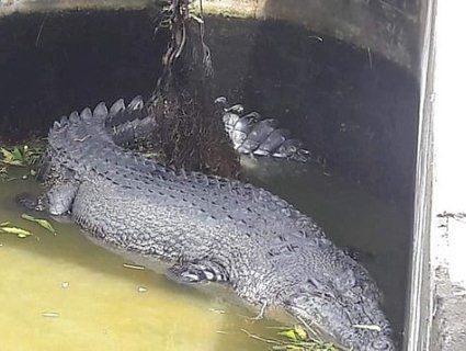 Лабораторний крокодил під час годування зжер науковицю (фото)