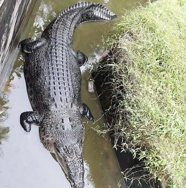 крокодил-людоїд