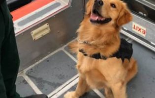 У США службовий пес одержав передозування наркотиками після обнюхування пасажира