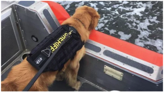 службовий собака