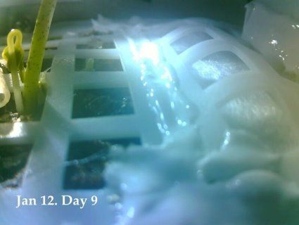 Космічні дачники: китайці примудрилися виростити бавовну на Місяці (фото)