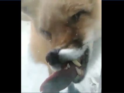 Як у фільмі жахів: скажена лисиця намагається прорватися в будинок (фото, відео)