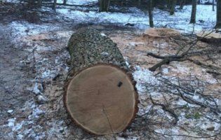 У лісі поблизу Луцька вирубали 200-літні дуби (ФОТО)