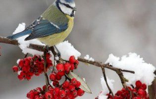 22 січня: чому сьогодні не можна лаятись та пришивати ґудзики