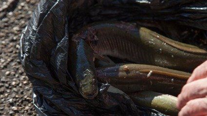 У Темзі виявили рибу «під кайфом»