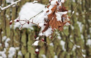 Зимова краса «Цуманської пущі» на Волині (ФОТО)