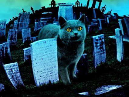 У Києві облаштують «легальне» кладовище домашніх тварин