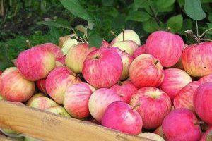 Небезпечні вітаміни: львів'янка потрапила в реанімацію через яблуко