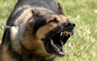 На Львівщині запровадили карантин через сказ