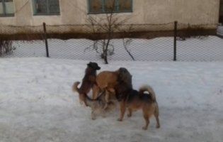 Хто в місті господар: ківерчан атакують бродячі собаки