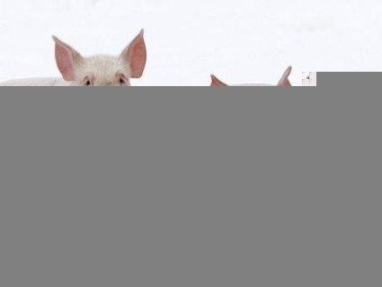 Рятували п’ятачків: неподалік Дніпра у мороз на трасі застрягла вантажівка зі свинями (відео)