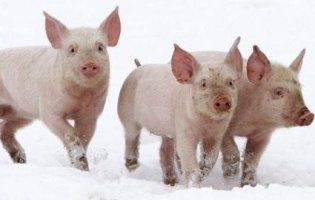 Рятували п’ятачків: неподалік Дніпра у мороз на трасі застрягла вантажівка зі свинями (відео)