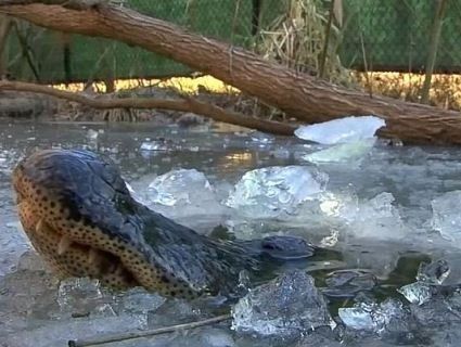 У США алігатори вмерзли в кригу через сильні морози (відео)