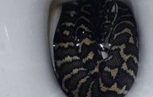 В Австралії на жінку напав півтораметровий пітон із  унітазу (фото)