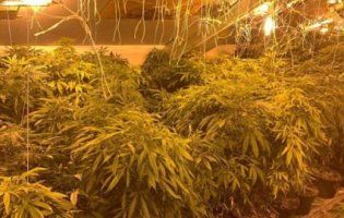 У Києві на горищі багатоповерхівки знайшли…163 горщика коноплі