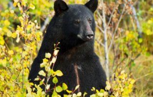 Ведмідь спас трирічного хлопчика, який заблукав у лісі