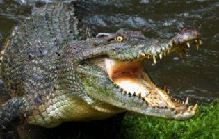 У США з’явився перший алігатор-антидепресант (відео)