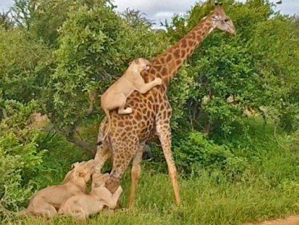 «Не по зубах»: леви замахнулися на жирафу, але лишилися голодні (відео)