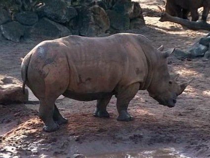 Малюк дивом вижив, упавши в клітку з носорогами (відео)