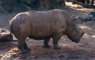 Малюк дивом вижив, упавши в клітку з носорогами (відео)
