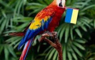 Ноу-хау від київської поліції: папуга замість сирени (відео)