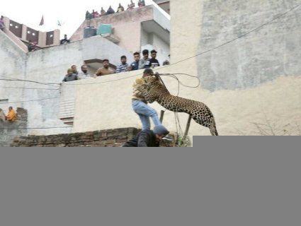 «Книга джунглів»: леопард шість годин тримав у страху індійське місто (фото, відео)