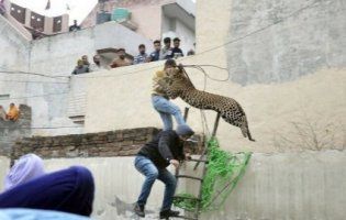 «Книга джунглів»: леопард шість годин тримав у страху індійське місто (фото, відео)