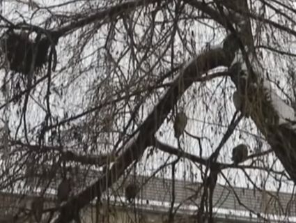 Десятки сов окупували вербу у центрі Чернівців (відео)