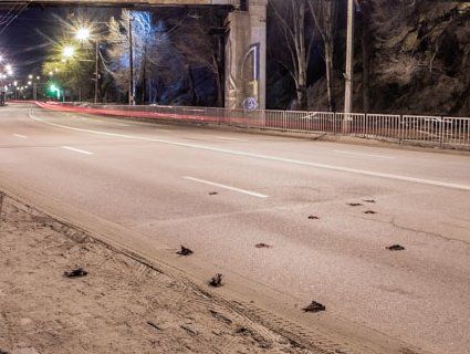 У Дніпрі дорогу засипало мертвими шпаками (фото)
