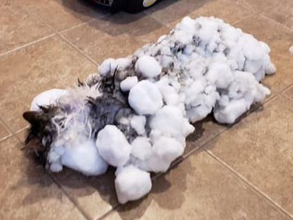 Ветеринари воскресили замерзлого кота, знайденого в заметі