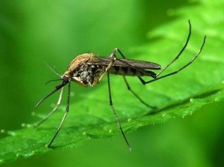 Вчені навчилися відключати апетит у комарів