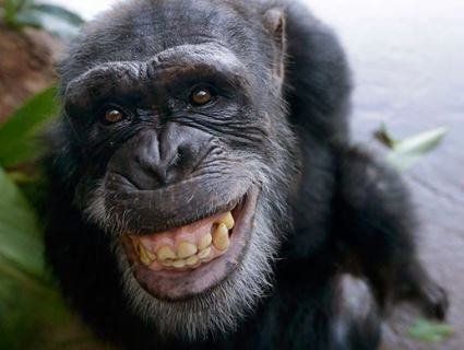 Еволюція: шимпанзе придумав «драбину» і дременув із зоопарку (відео)