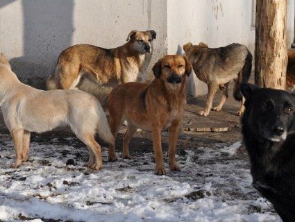 У Луцьк бродячих собак звозять з усієї України (відео)
