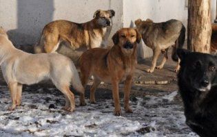 У Луцьк бродячих собак звозять з усієї України (відео)