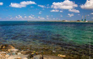 Узбережжя все у трупах: Крим спіткало нове екологічне лихо (відео)