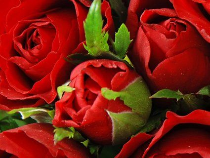 Шість сотень троянд прикрасять Луцький зоопарк на День Валентина
