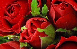 Шість сотень троянд прикрасять Луцький зоопарк на День Валентина