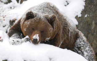 На Закарпатті готують до операції ведмедя зі зламаною щелепою (відео)