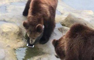 Турист у зоопарку «нагодував» ведмедів своїм iPhone (відео)