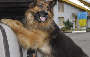 На Ягодині у двох пасажирів собаки «винюхали» наркотики