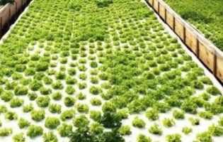 На Тернопіллі вирощують їстівні квіти